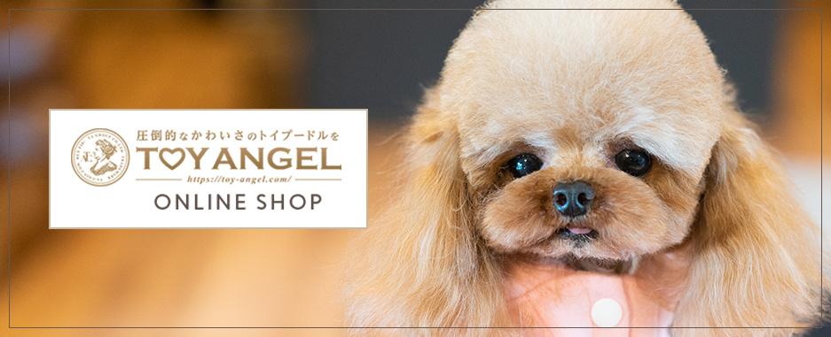 TOYANGEL ONLINE SHOP