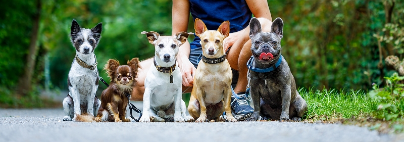 かわいい子犬と暮らすために！　正しいブリーダーの選び方とは？