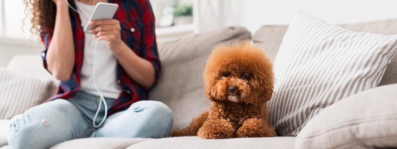 トイプードルを飼うときにかかる初期費用はいくらくらい？