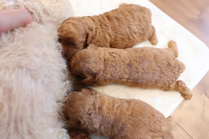 出産情報新着2025/11/18現在】 | TOYANGEL