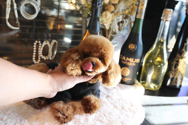 ティーカッププードル | TOYANGEL