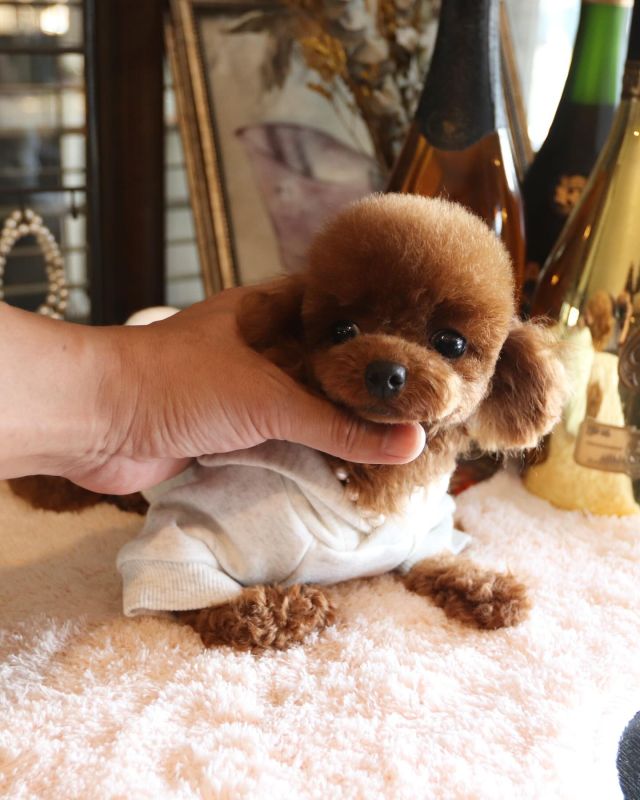 トイプードルブリーダー直送センター | ． 😉😍 ． 🐶Do you