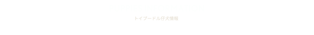 トイプードル仔犬情報