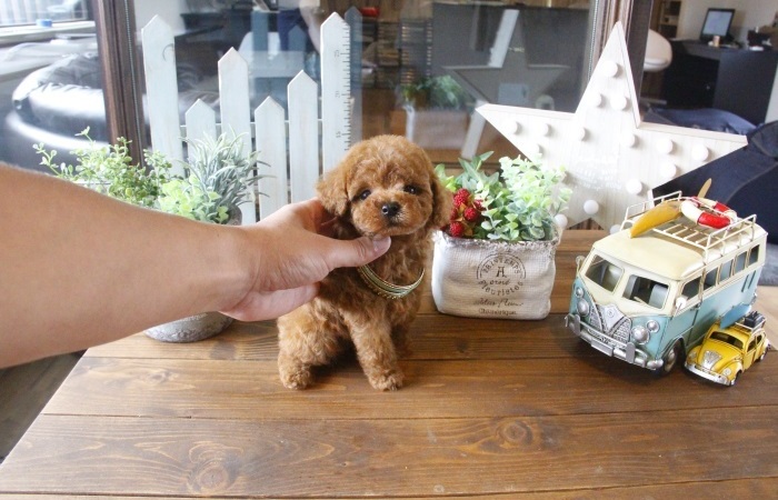 タイニーサイズの男の子♡のサムネイル