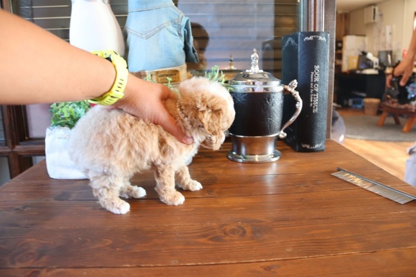 HP限定価格レアカラー男の子 | TOYANGEL