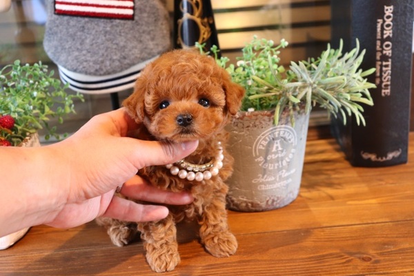 高級感あふれるレッドのプリンセス♥ | TOYANGEL