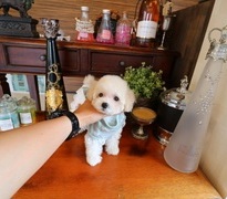 【販売中】ショートボディの小さなお姫様♥♥♥