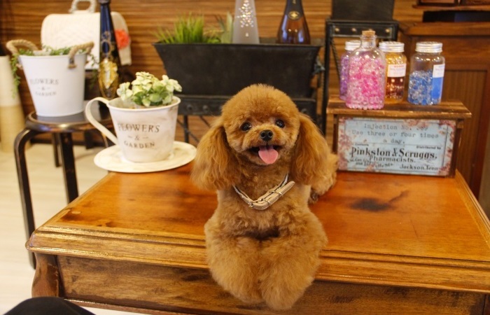 ティーカップ確定モデル犬♡♡♡のサムネイル