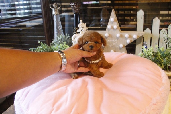 手のひらサイズの女の子♥ | TOYANGEL