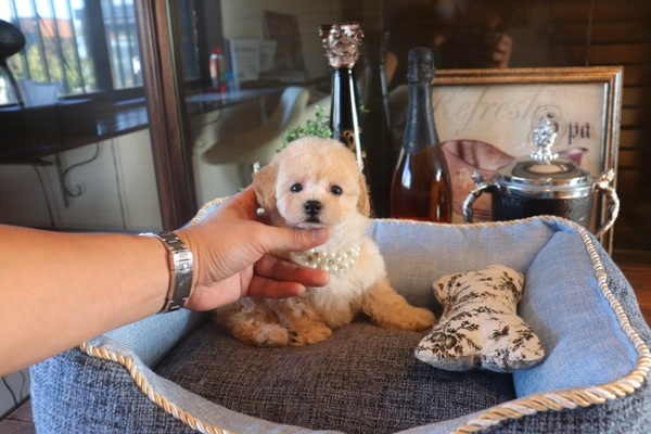 Baby顏のたれ目の女の子 Toyangel