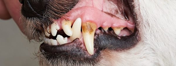 犬の健康を保つ秘訣は歯のクリーニングにあり！　ポイントを解説