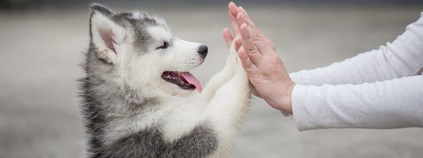 子犬選びの常識？　犬のブリーダーってどんな仕事？