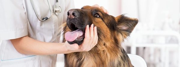 犬の歯を健康に維持するために！　必要なことは定期的な検診