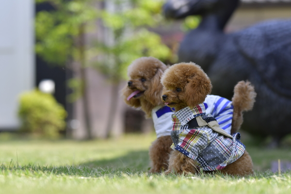 トイプードルとはどんな犬種？ 特徴やポイントを紹介