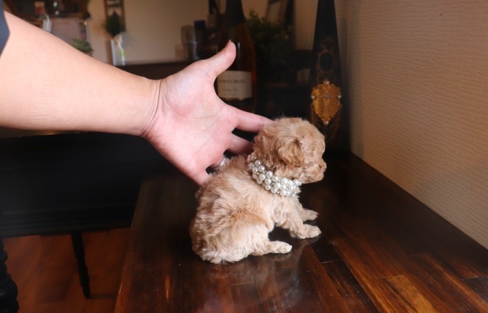 ティーカッププードル予想の女の子のサムネイル