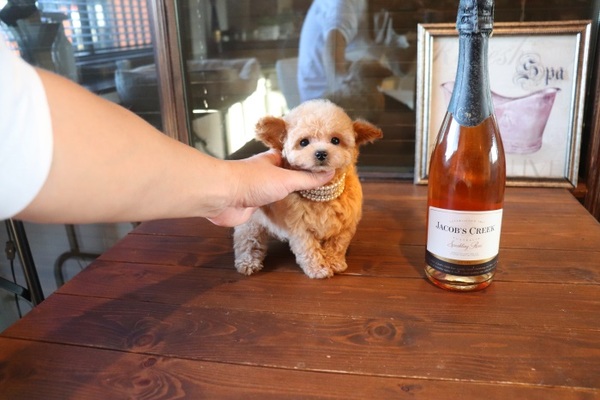 Amazon.co.jp: ニニアンドキノ ぬいぐるみ 犬 リアル トイ
