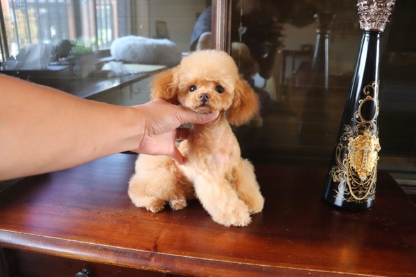 ayhyimam　プードル Uchiyama arisa💎dogstyler Jxx.〈アシメ/プードル/シュナ