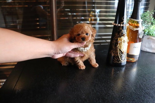 THEティーカッププードルモデルクラス | TOYANGEL