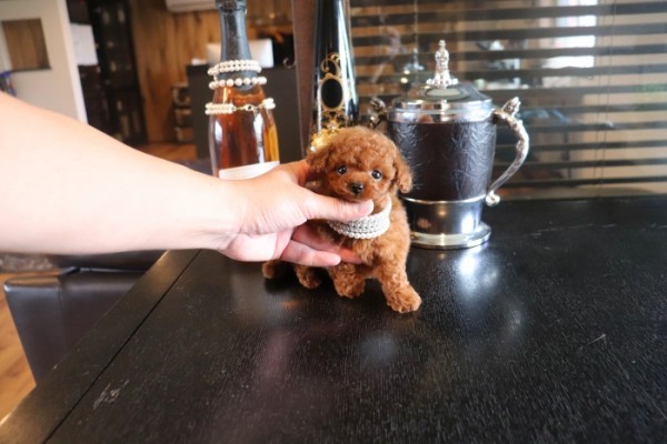 モデルクラスティーカッププードル | TOYANGEL