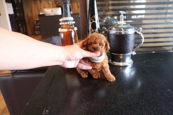 モデルクラスティーカッププードル | TOYANGEL