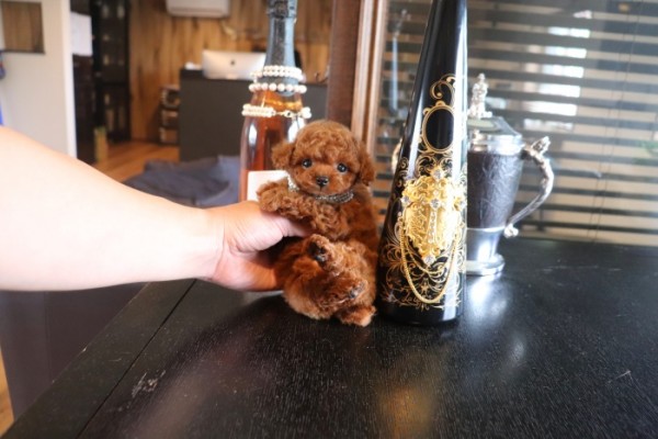 p*o様 ティーカッププードル IMG_8907.jpg