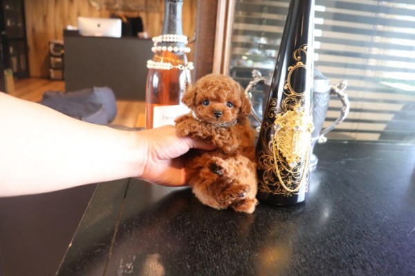 Miss BIue Pet 美品　ティーカッププードルサイズ　セット販売 モデルクラスティーカッププードル | TOYANGEL