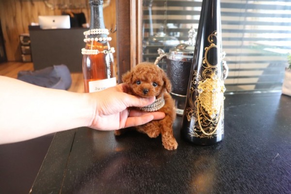 p*o様 ティーカッププードル プードルのティーカップ（小）｜WooBia公式オンラインショップ