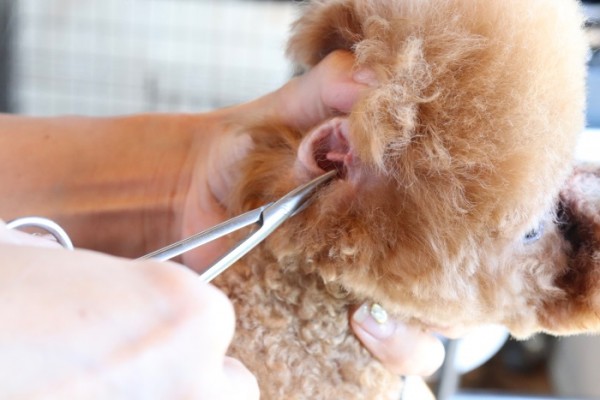 犬の耳掃除について☆トイプードルブリーダー編