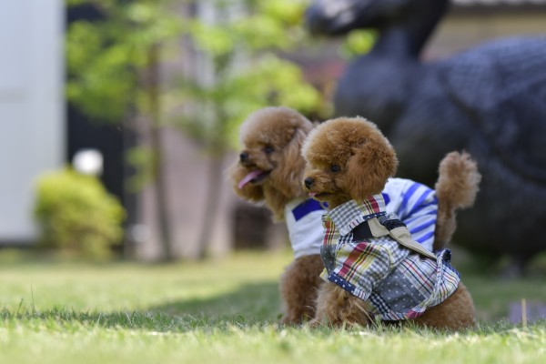 犬のしつけ（トイプードル編）