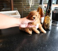 【販売中】金色アプリコットの男の子