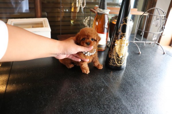 最高モデルクラスティーカッププードル | TOYANGEL