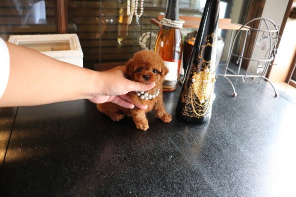 ティーカッププードル ティーカッププードルの販売価格は？ブリーダーもご紹介 | mofmo