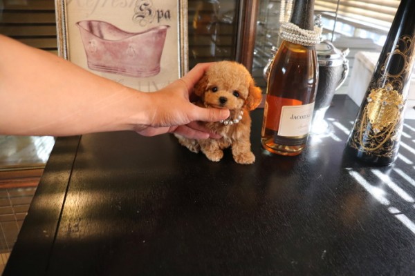 ティーカッププードルQUEEN♡ | TOYANGEL