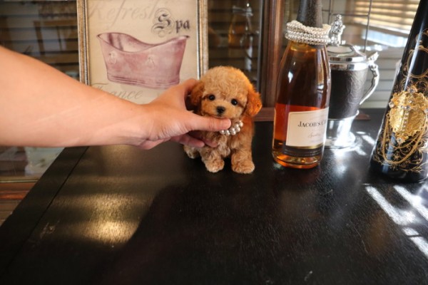 ティーカッププードルQUEEN♡ | TOYANGEL