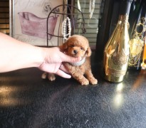 【販売中】ティータイニープードル王子様♥