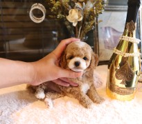 タイニープードルパーティーカラー♡