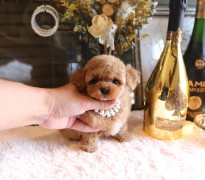 ティーカッププードル男の子♡