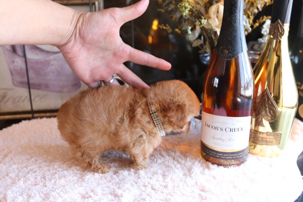 ハンドメイド ホーム＆キッチン ☆希少☆ ファークラフト 抱き型ティー