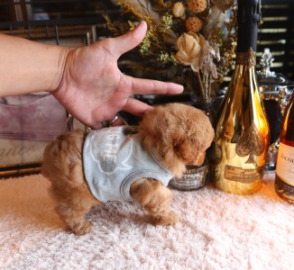 犬アレルギーをお持ちの客様へトイプードル編