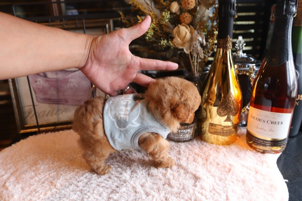 犬アレルギーをお持ちの客様へトイプードル編