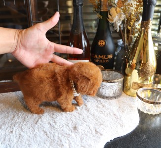 動物病院について　♡TOYANGEL