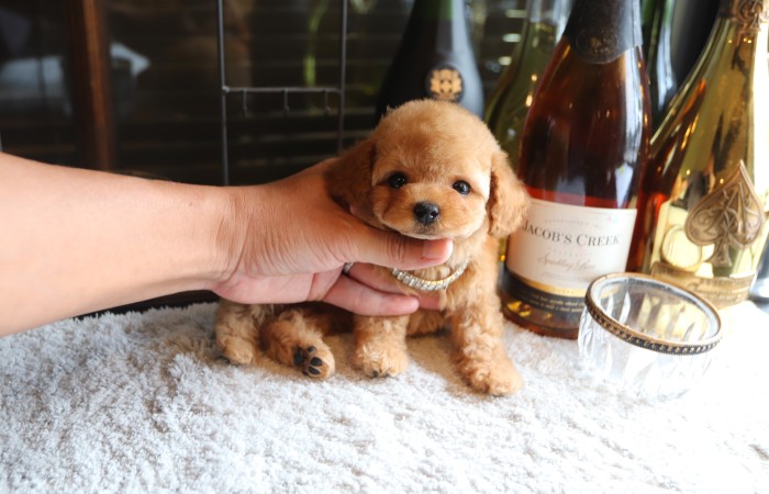 ティータイニープードル男の子☆のサムネイル