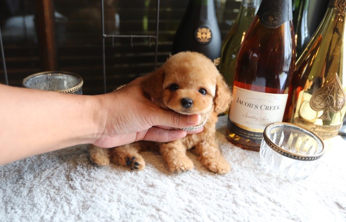 ティータイニープードル男の子☆のサムネイル