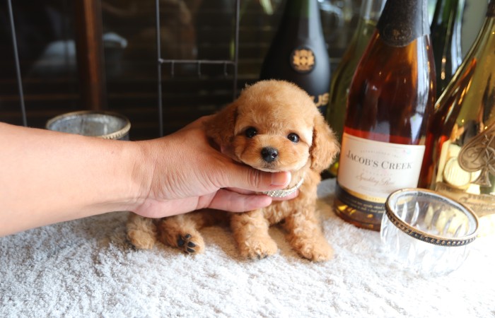 ティータイニープードル男の子☆のサムネイル