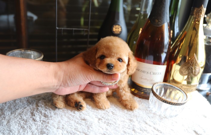 ティータイニープードル男の子☆のサムネイル