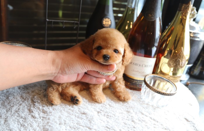 ティータイニープードル男の子☆のサムネイル