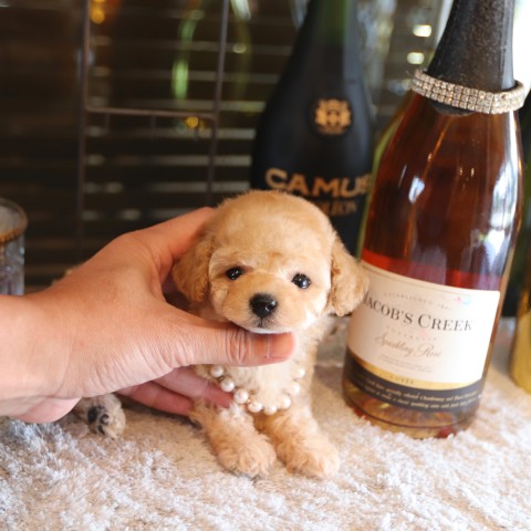 仔犬  香合 2025年最新】Yahoo!オークション -香合 いぬの中古品・新品・未