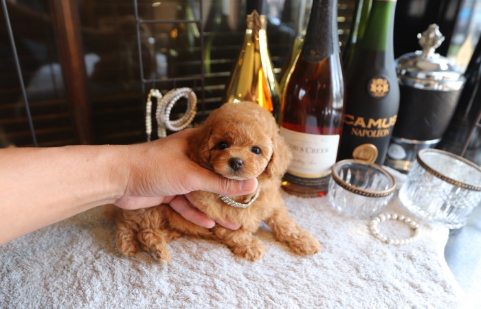 ティータイニープードル女の子♡のサムネイル