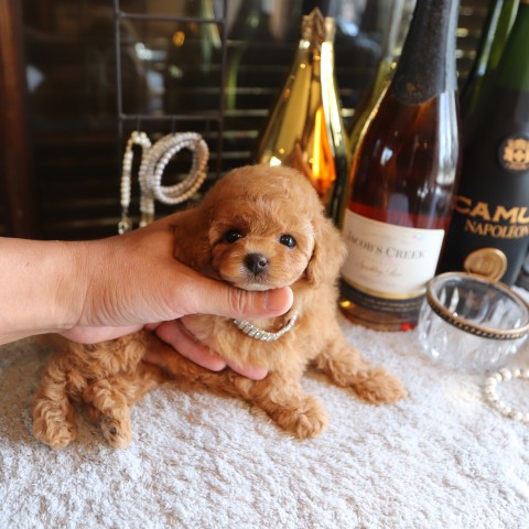 トイプードル 写真集 色鉛筆過去作品 トイプードル #色鉛筆画 #色鉛筆 #色鉛筆アート