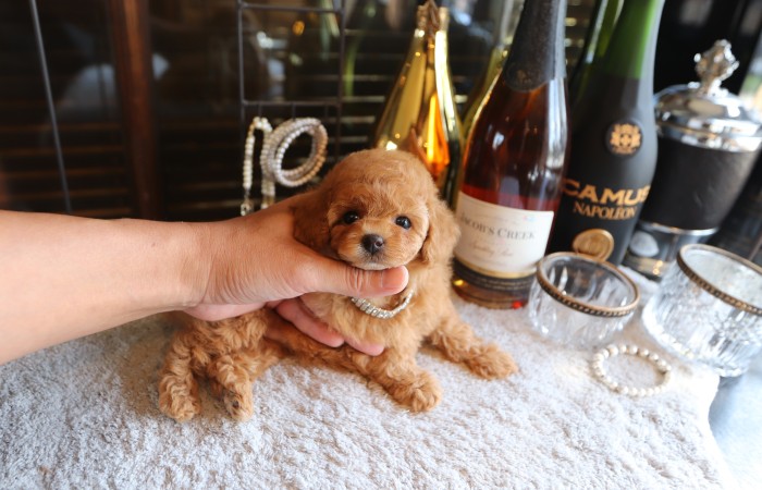 ティータイニープードル女の子♡のサムネイル